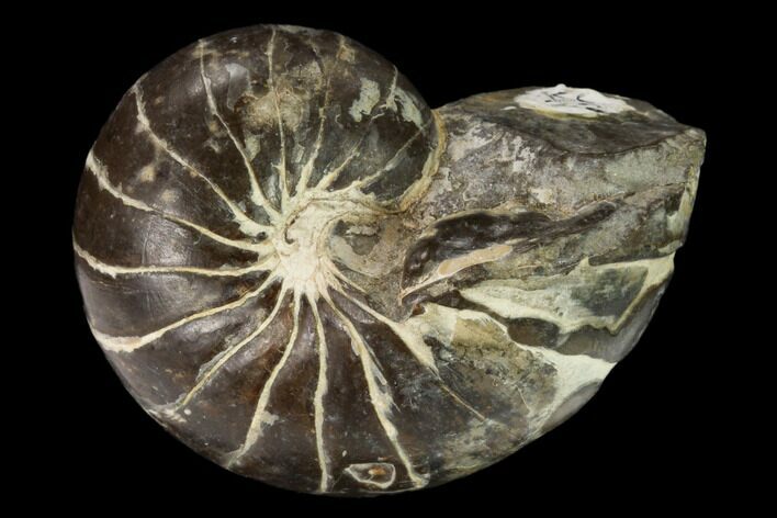 Fossil Nautilus (Eutrephoceras) - South Dakota #162638